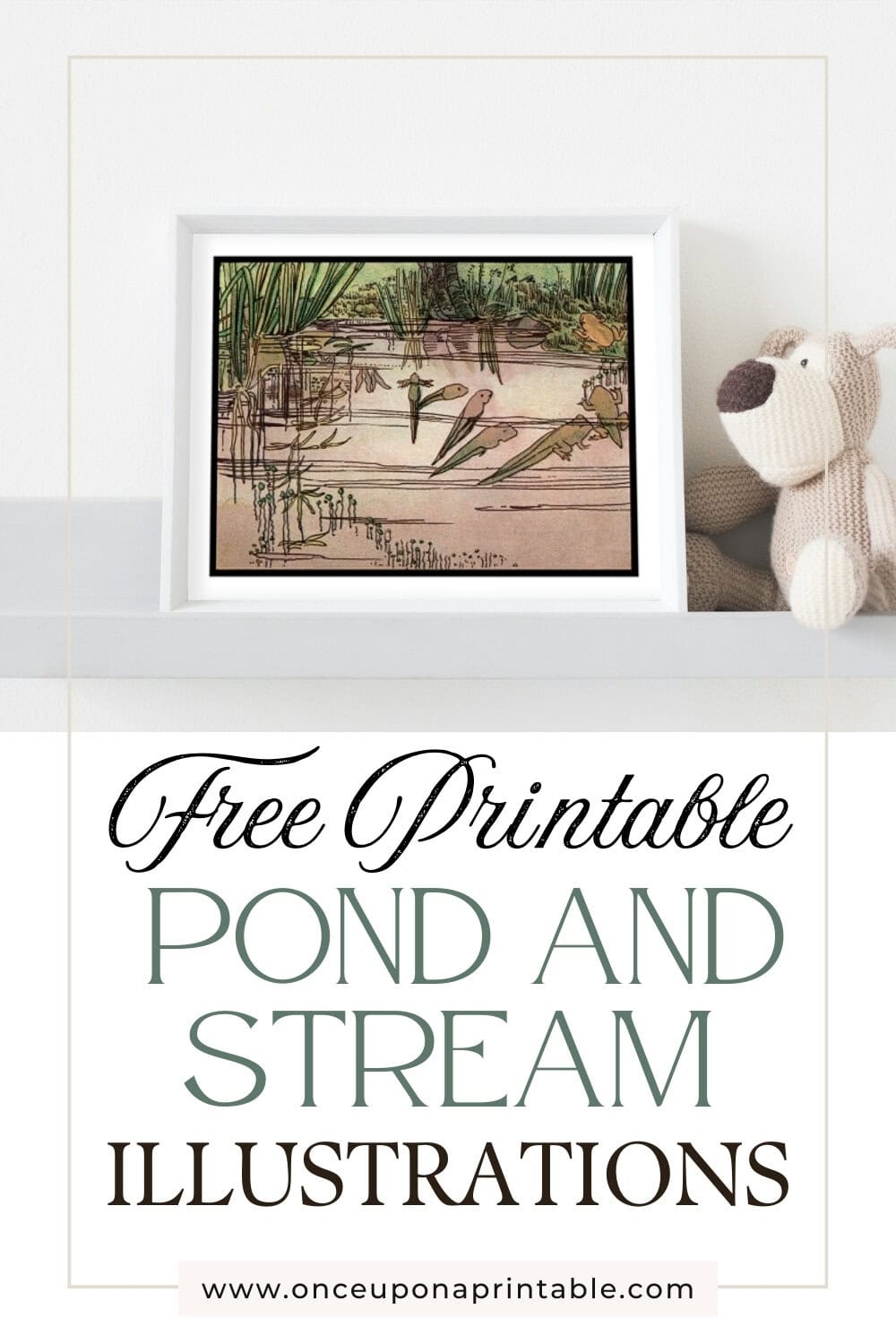 Illustrations from the book "Pond and Stream" from Arthur Ransome's nature books for children, framed and displayed next to a stuffed dog.