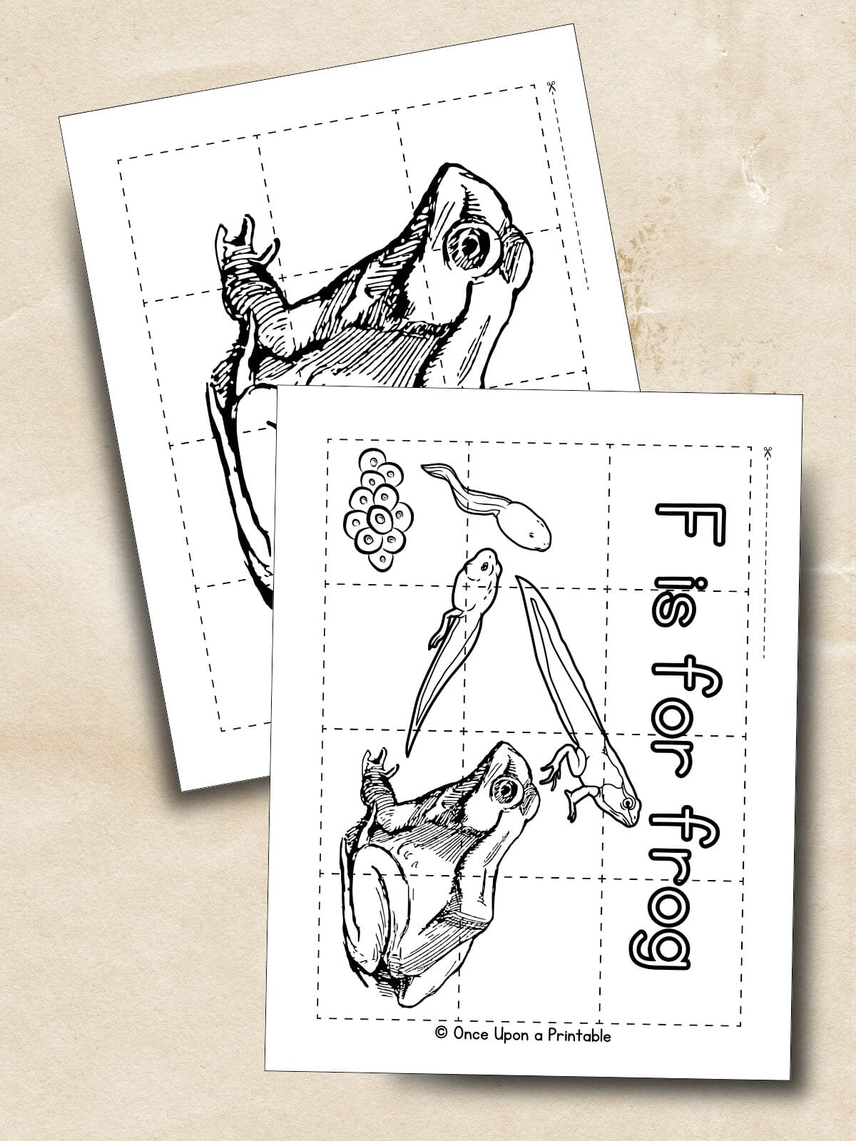 Frog coloring puzzle activity worksheets laying on a creamy background.