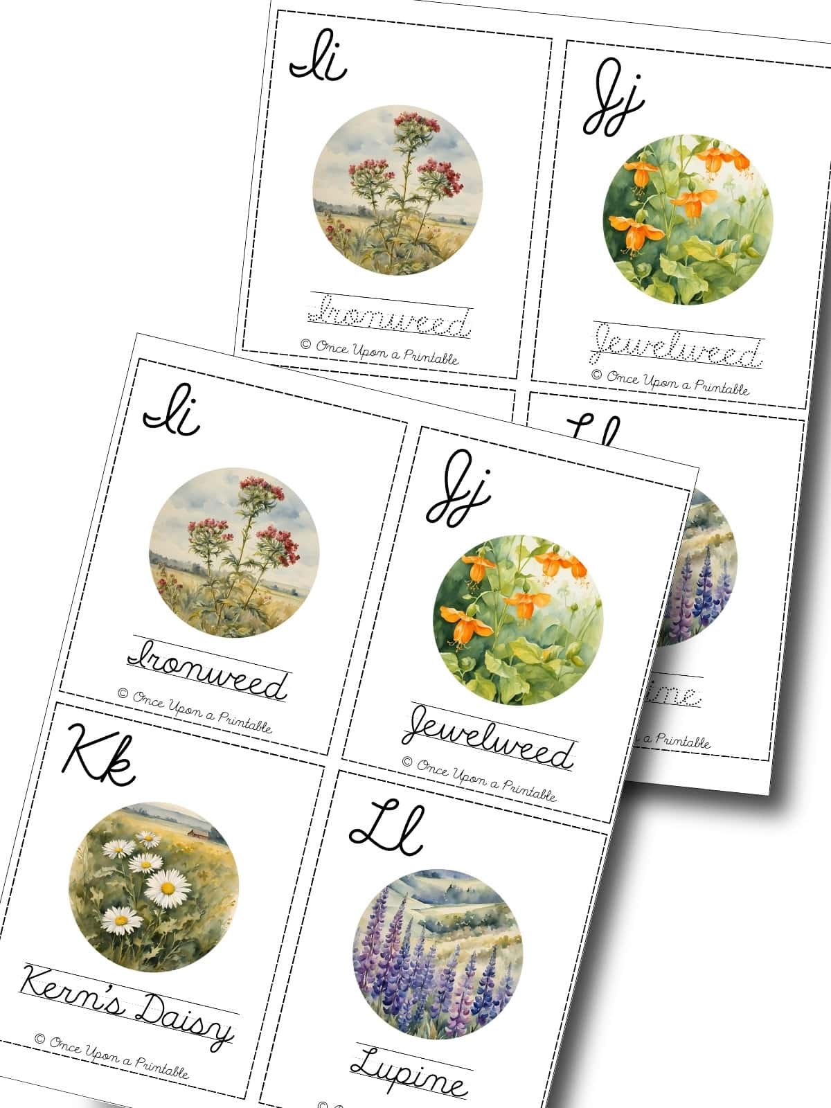 North American native wildflower cursive practice cards J - L. 