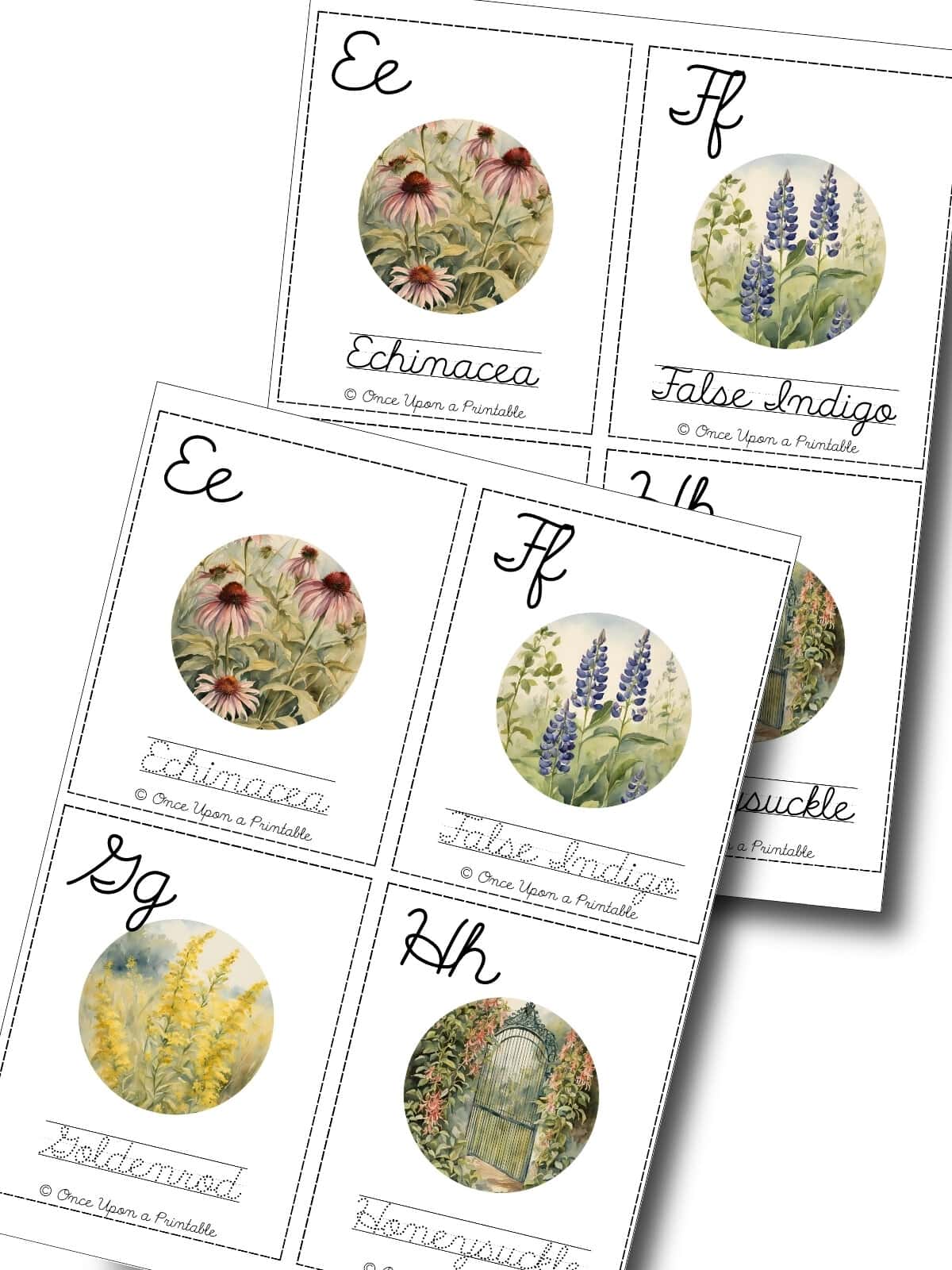 North American native wildflower cursive practice cards E-H. 
