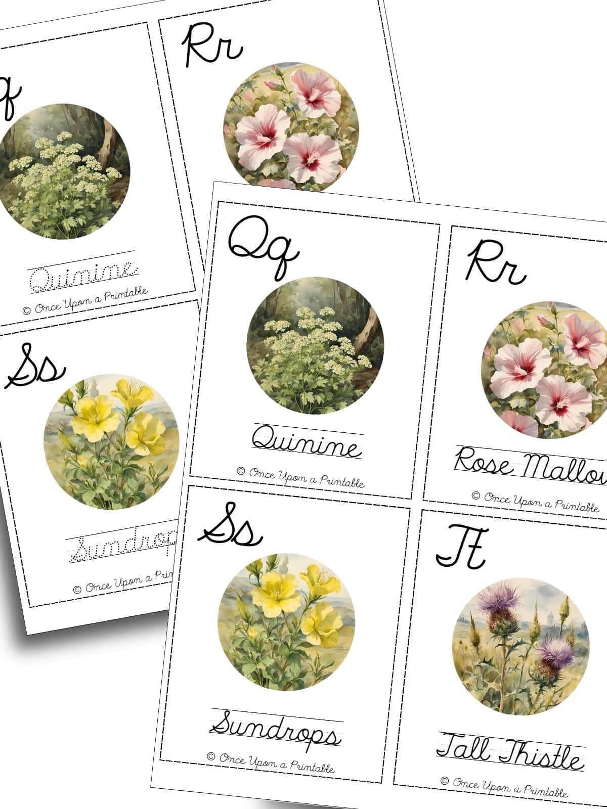 North American native wildflower cursive practice cards Q - T.