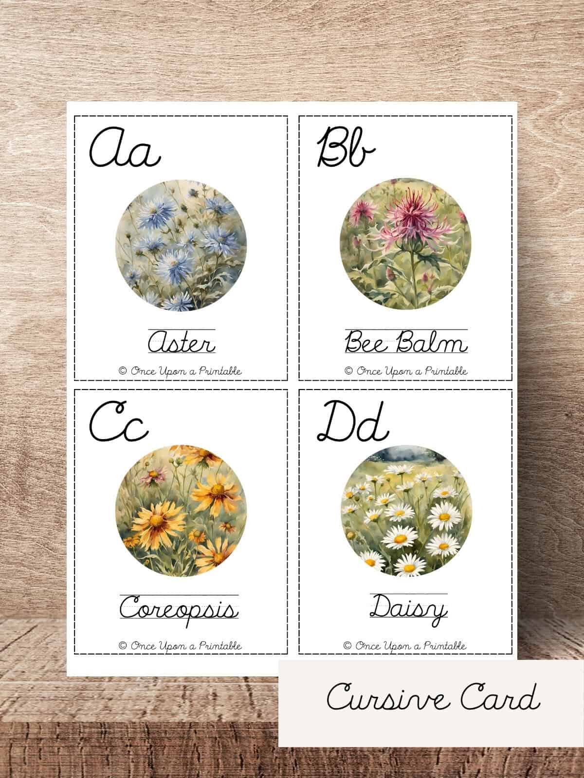 North American Wildflower alphabet cursive identification cards.