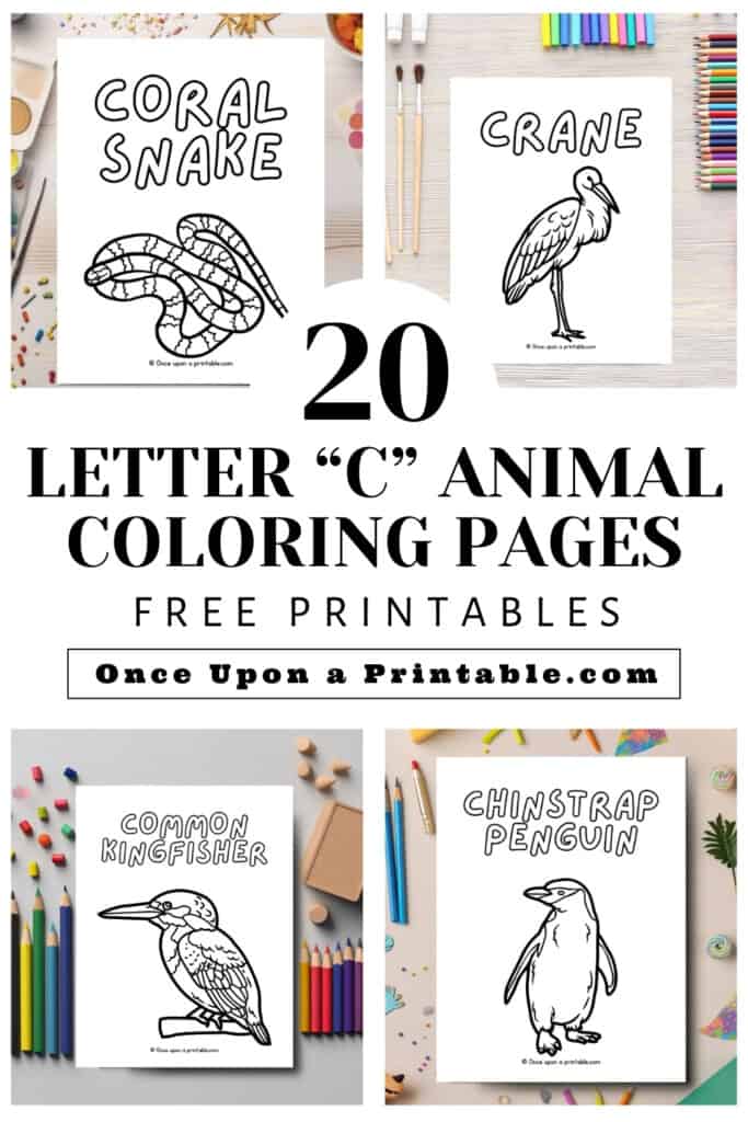 Animal coloring pages that start with the letter C: common kingfisher, crane, chinstrap penguin, and coral snake.