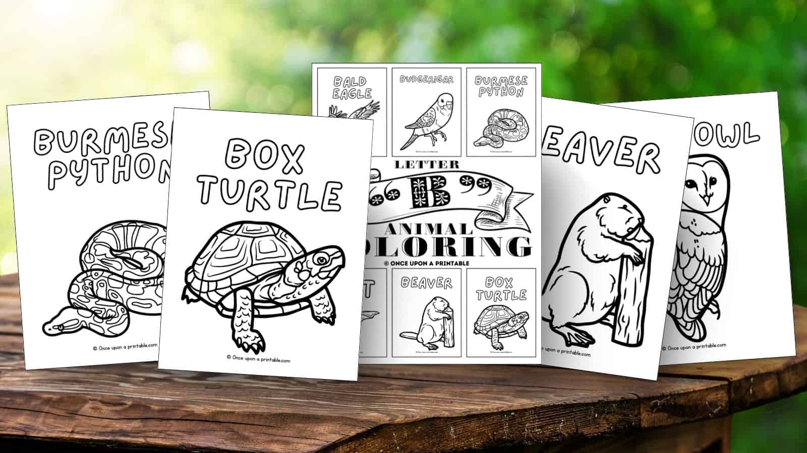 Letter B animal coloring pages: box turtle, burmese python, barn owl, beaver, etc laying on a wooden picnic table.