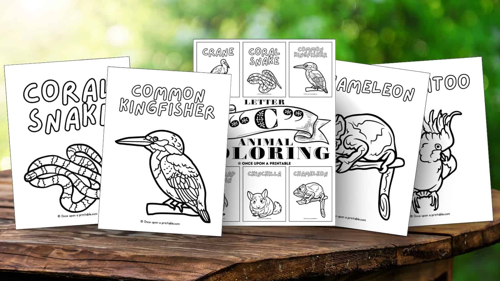 Letter C animal coloring pages: common kingfisher, coral snake, chameleon, and cockatiel laying on a wooden picnic table.