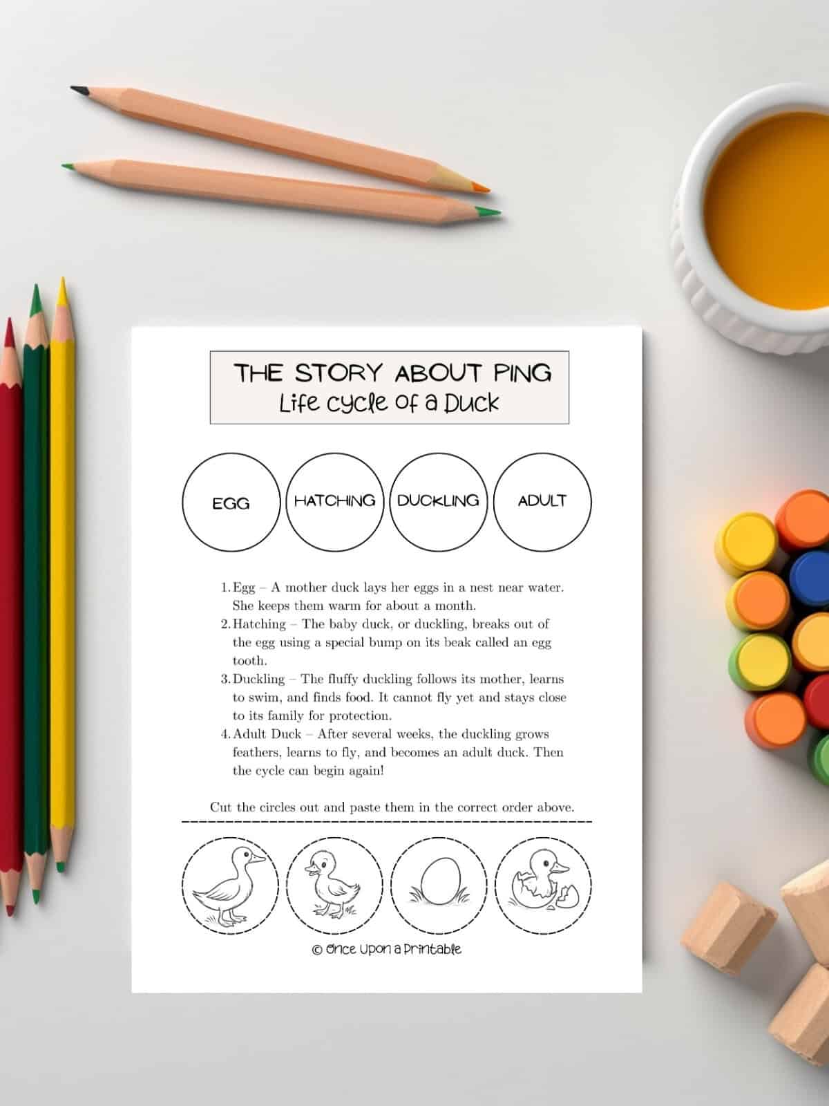 The lifecycle of a duck, worksheet laying on a white table. 