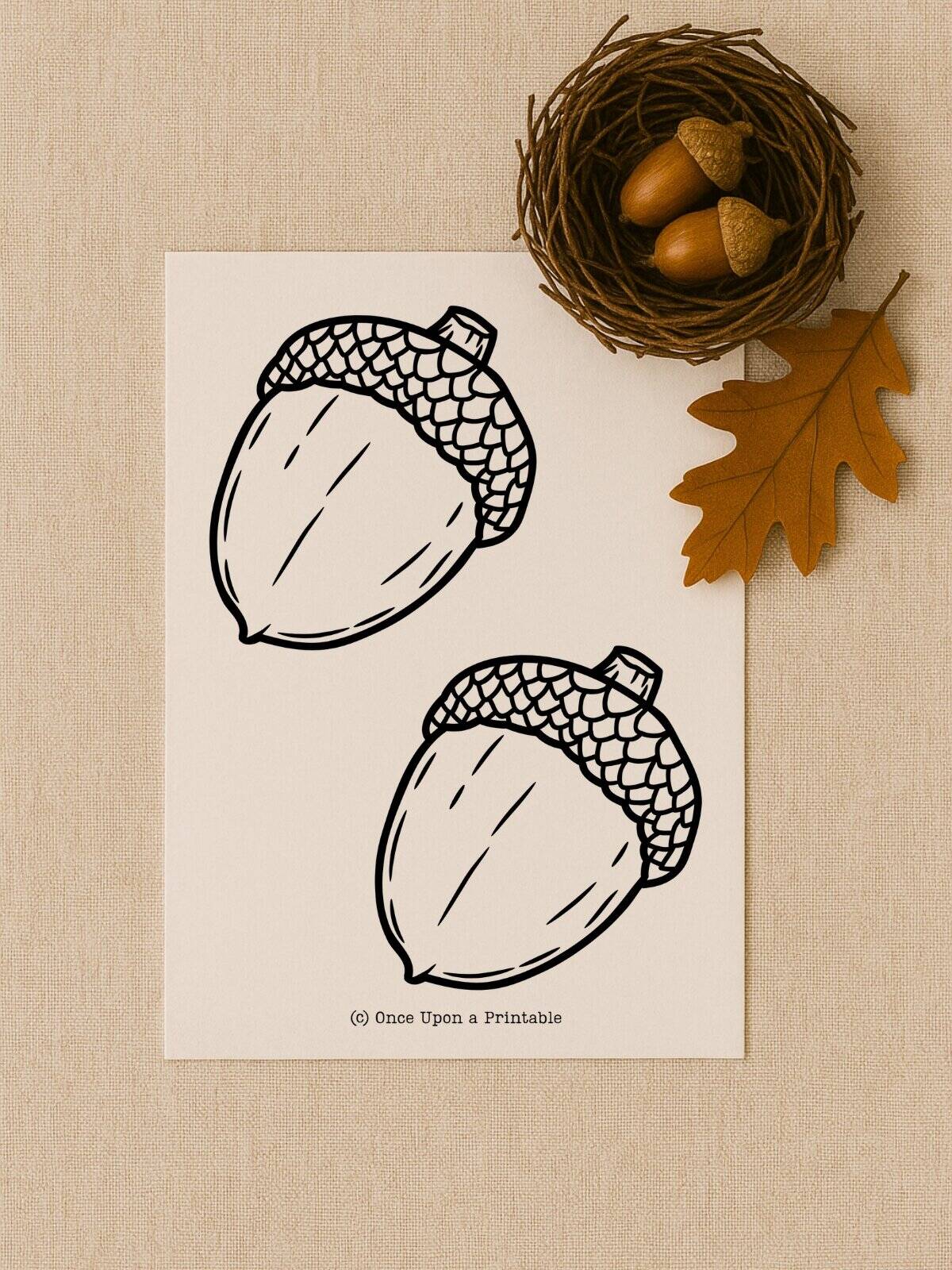 Acorn templates with two acorns on the sheet.