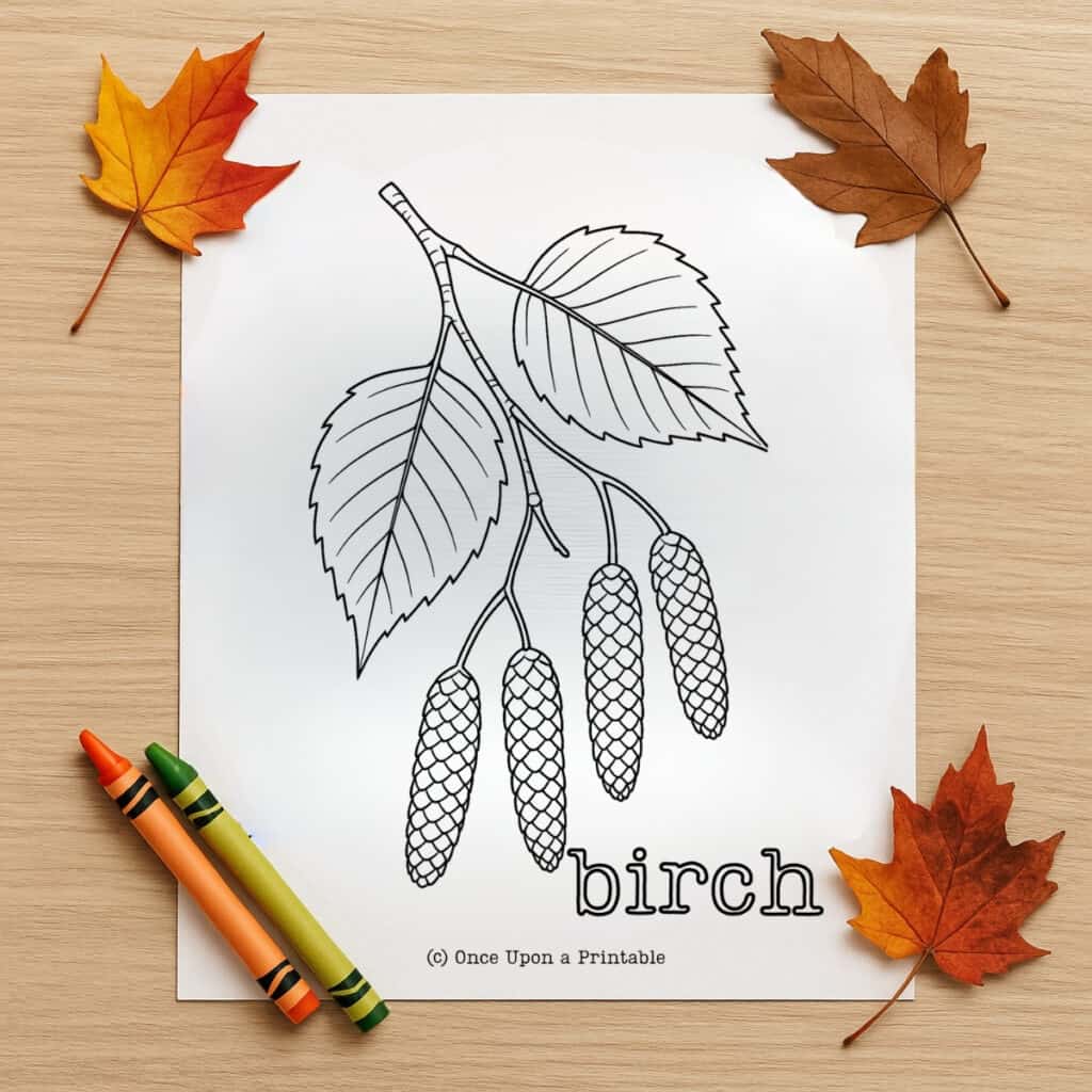 Leaf fall coloring pages, Birch leaves and seeds coloring page for kids.