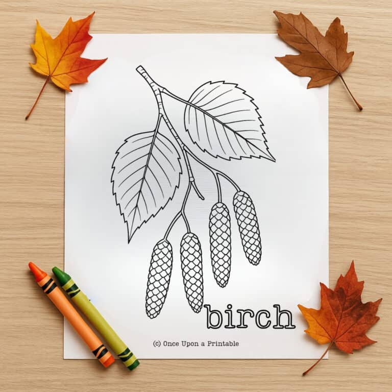Leaf fall coloring pages, Birch leaves and seeds coloring page for kids.