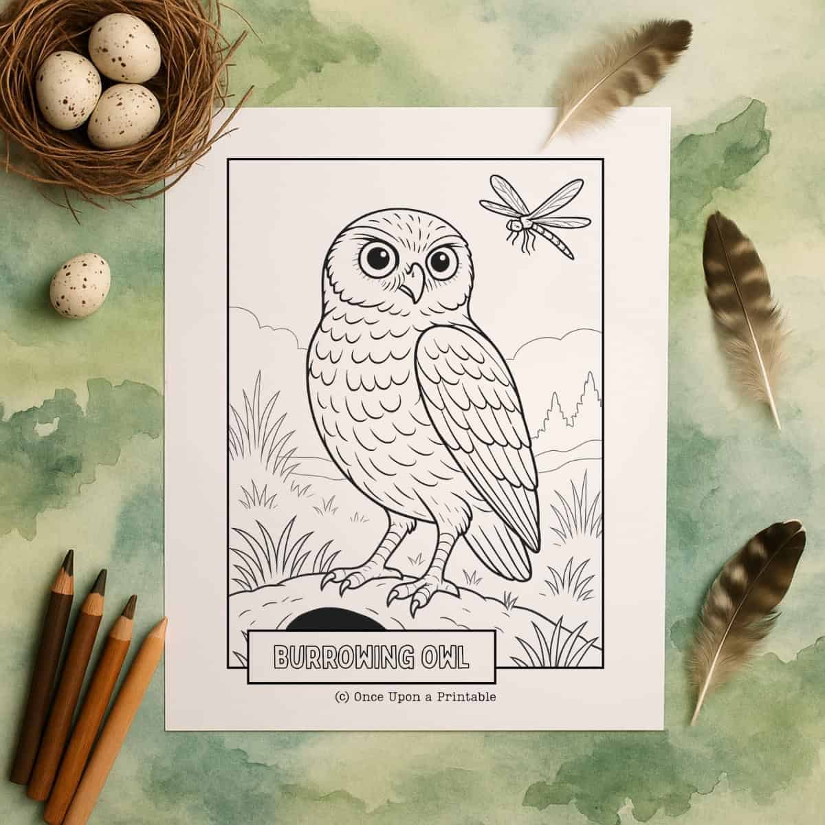 Owl coloring pages with a burrowing owl and dragonfly.