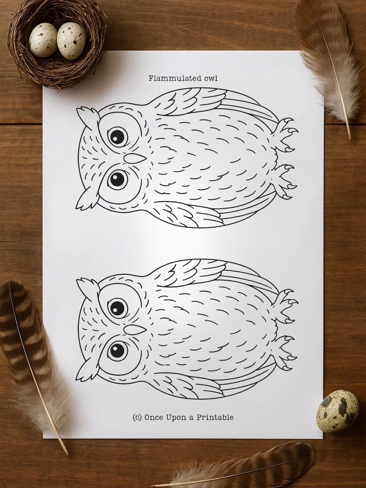 Flammulated owl template.