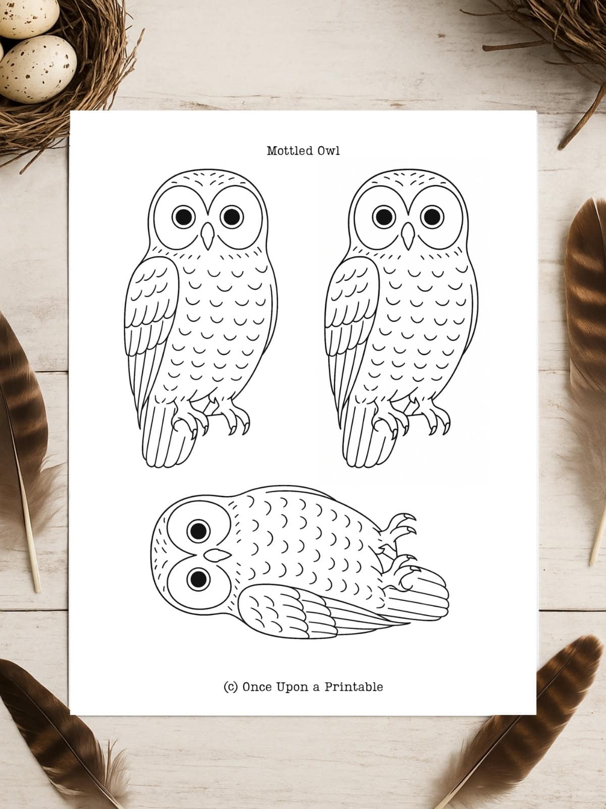 Mottled owl template.