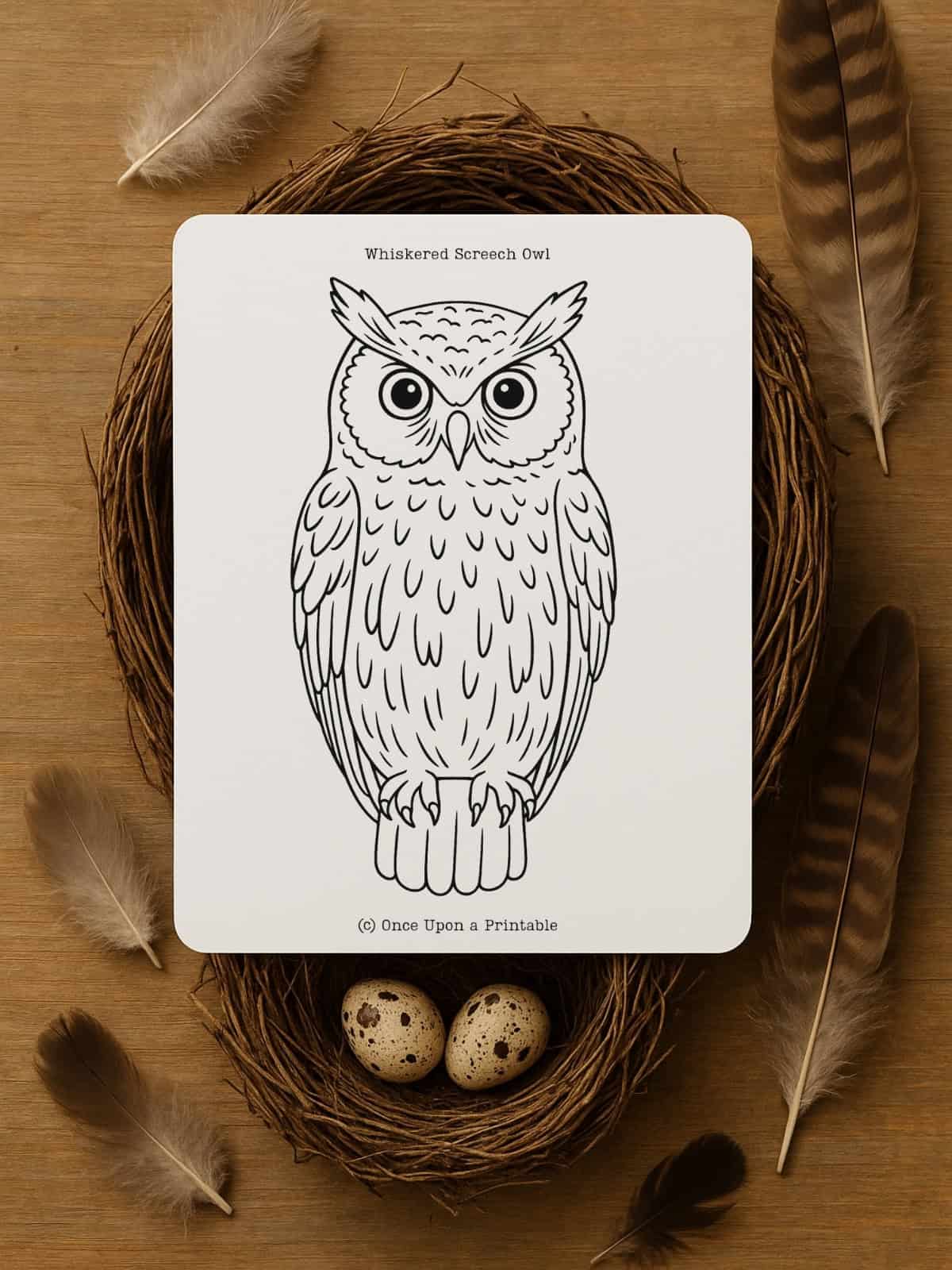 Owl template, whiskered screech owl.