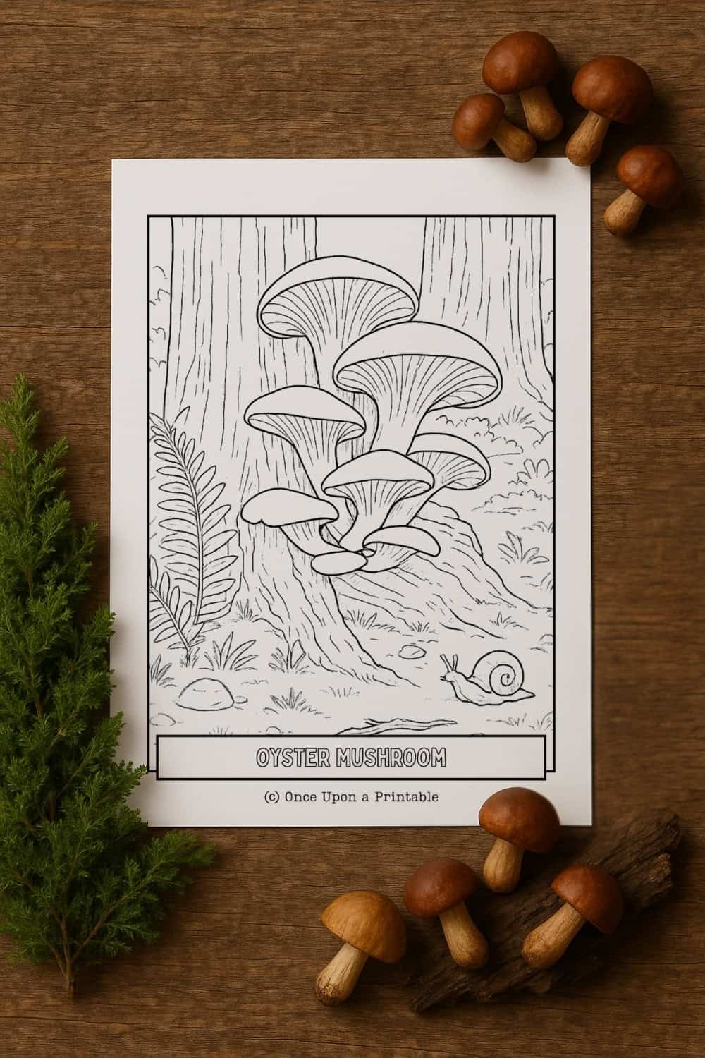 Oyster mushroom coloring page. 