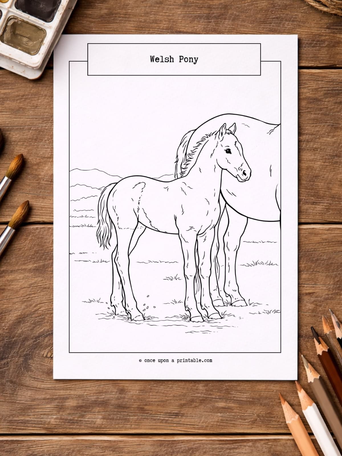 Welsh pony coloring page for kids. 