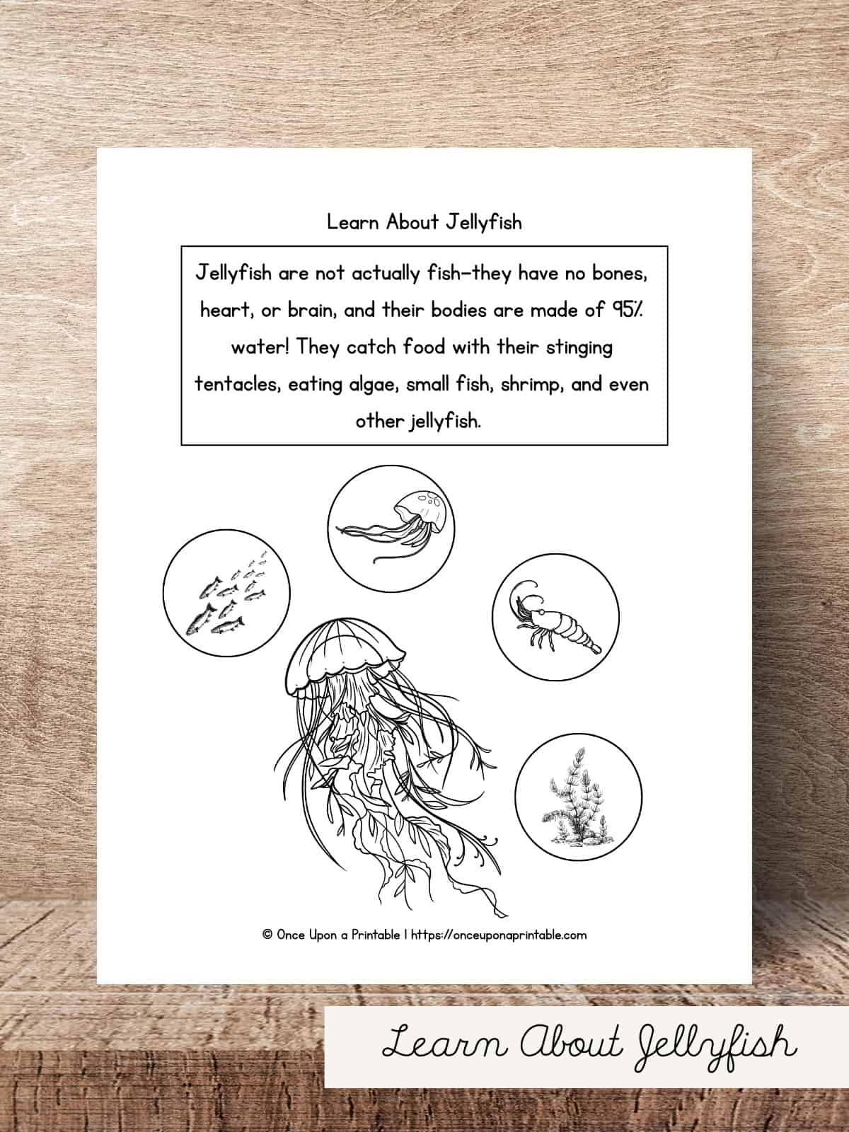 Learn about Jellyfish activity page.