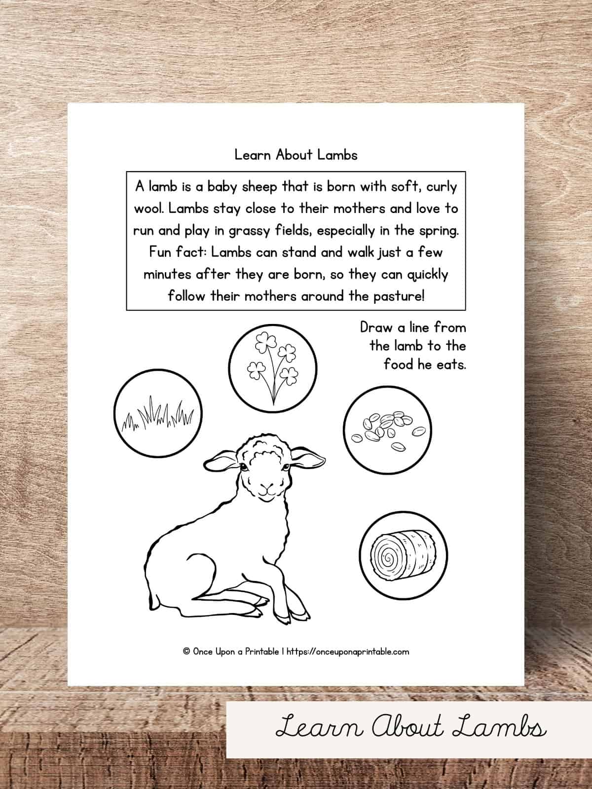 Letter L Worksheets with Learn about lambs. 