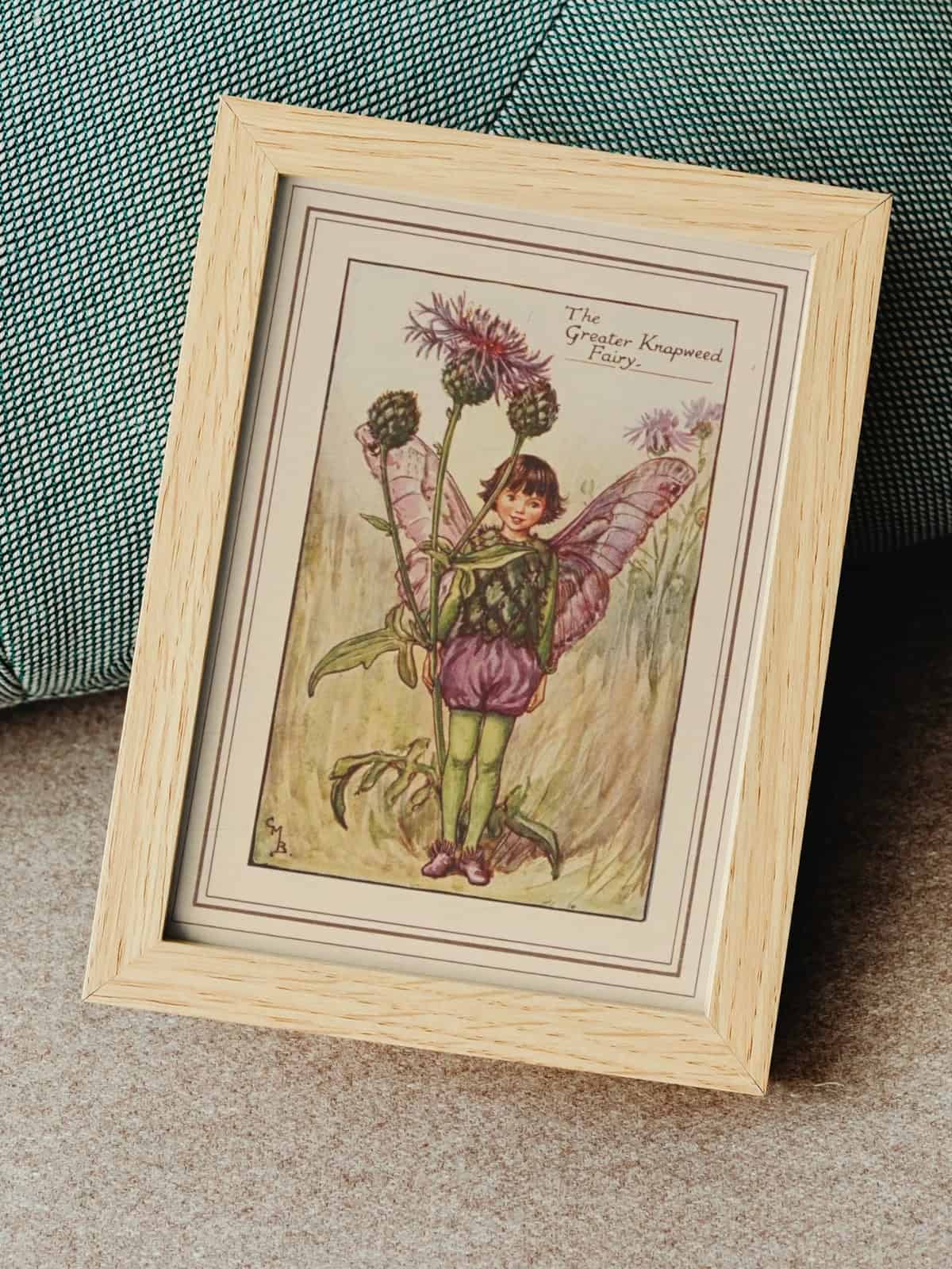 Flower Fairies of summer, Greater Knapweed.
